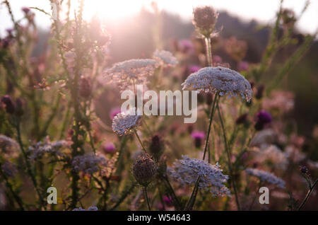 Sonne scheint durch wilde Heilpflanzen Stockfoto