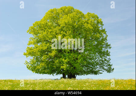 Single Tree mit perfekten Treetop in der Wiese Stockfoto