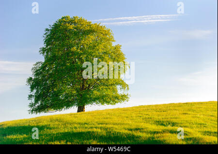 Single Tree mit perfekten Treetop in der Wiese Stockfoto