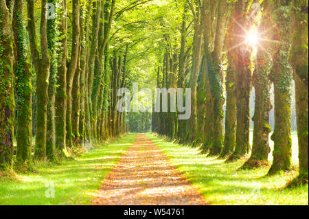 Baum-gezeichnete Allee mit Fußweg in der Mitte Stockfoto