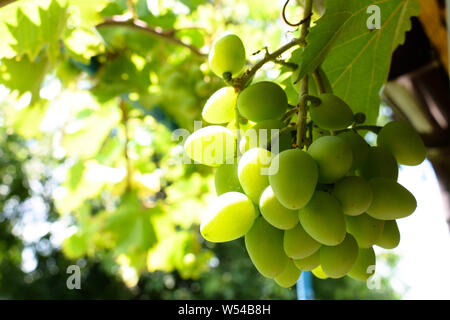 Weiße, grüne Trauben hängen an einem Busch Reben im Weinberg. Stockfoto