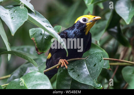 Golden-Crested myna, Ampeliceps coronatus Stockfoto