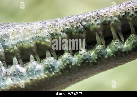 Detail der Zähne im Maul des Krokodils, Gharial Stockfoto