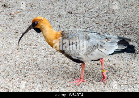 Schwarz-faced Ibis, Theristicus melanopis Stockfoto