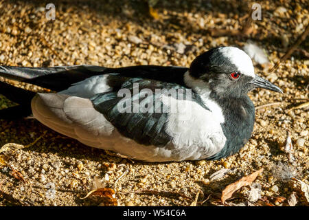 Schmied Kiebitz, Vanellus armatus Stockfoto