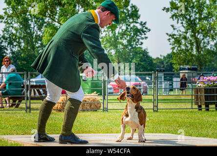 Festival von Jagd, von Peterborough. Ein Basset Hound im Ring mit dem Huntsman Stockfoto