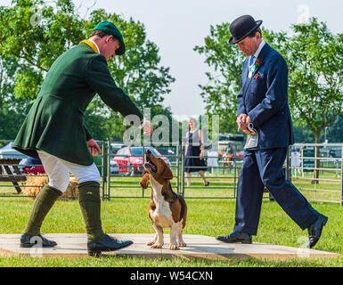 Festival von Jagd, von Peterborough. Ein Basset Hound im Ring mit dem Huntsman Stockfoto