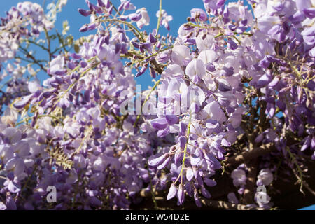 Lila Wisteria sinensis (Chinesische Wisteria) wachsende über eine Laube in einem formalen Garten. Stockfoto