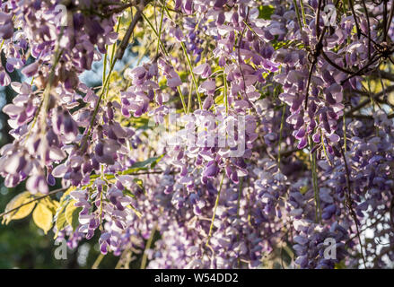 Lila Wisteria sinensis (Chinesische Wisteria) wachsende über eine Laube in einem formalen Garten. Stockfoto