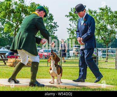 Festival von Jagd, von Peterborough. Ein Basset Hound im Ring mit dem Huntsman Stockfoto