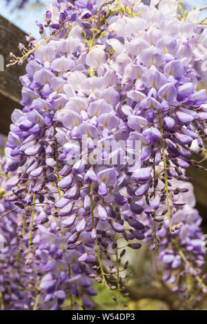 Lila Wisteria sinensis (Chinesische Wisteria) wachsende über eine Laube in einem formalen Garten. Stockfoto