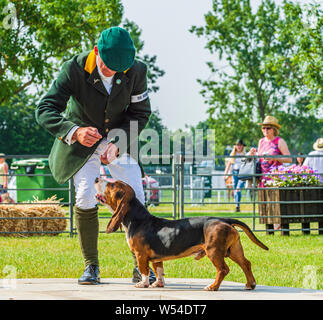 Festival von Jagd, von Peterborough. Ein Basset Hound im Ring mit dem Huntsman Stockfoto