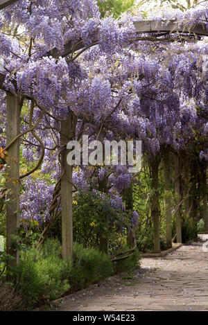 Lila Wisteria sinensis (Chinesische Wisteria) wachsende über eine Laube in einem formalen Garten. Stockfoto