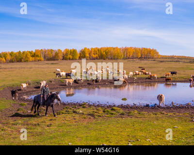 IRKUTSK REGION, Russland - 24. SEPTEMBER 2018: die Kühe in der Nähe von einem Teich nicht weit vom Baikalsee. Stockfoto