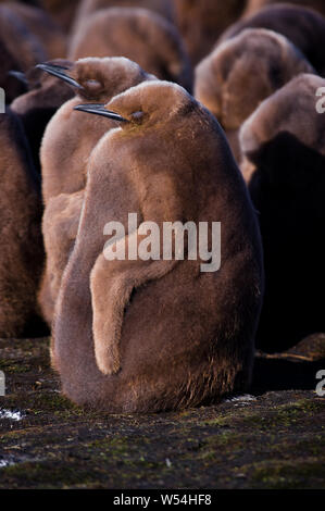Ein junger Königspinguin Küken in der Kolonie am Volunteer Point, East Falkland. Stockfoto