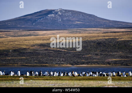 Gentoo Pinguin Kolonie am Volunteer Point, East Falkland Stockfoto