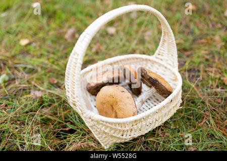 Korb mit Pilzen im Herbst Wald Stockfoto