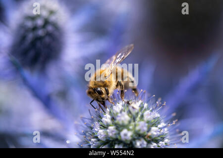 Biene Kundenakquise für Pollen in der Blüte einer Sea Holly Pflanze, wissenschaftliche Name ist Eryngium Stockfoto