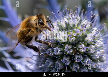 Biene Kundenakquise für Pollen in der Blüte einer Sea Holly Pflanze, wissenschaftliche Name ist Eryngium Stockfoto