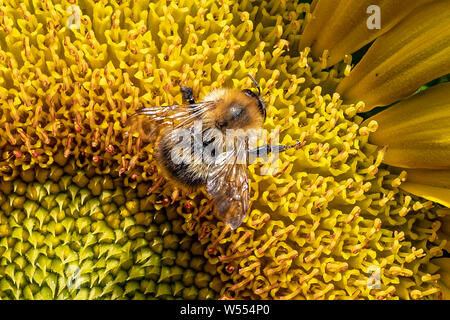 Große bumble bee Jagd für Pollen in eine Sonnenblume Blüte, Helianthus, Leiter in einem Garten in London Stockfoto
