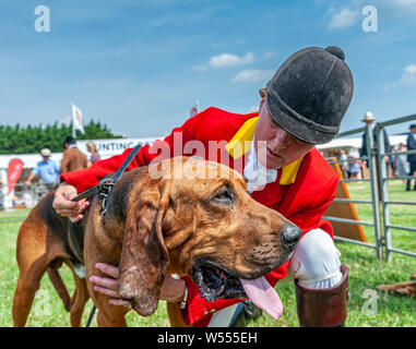 Festival von Jagd, von Peterborough. Ein Bloodhound, von der Cranwell Bluthunde, mit einem Der whippers In im Ring Stockfoto