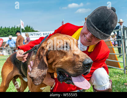 Festival von Jagd, von Peterborough. Ein Bloodhound, von der Cranwell Bluthunde, mit einem Der whippers In im Ring Stockfoto