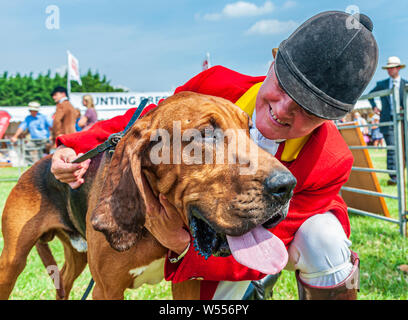 Festival von Jagd, von Peterborough. Ein Bloodhound, von der Cranwell Bluthunde, mit einem Der whippers In im Ring Stockfoto