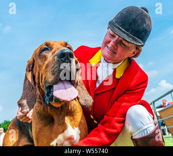 Festival von Jagd, von Peterborough. Ein Bloodhound, von der Cranwell Bluthunde, mit einem Der whippers In im Ring Stockfoto