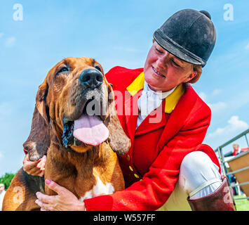 Festival von Jagd, von Peterborough. Ein Bloodhound, von der Cranwell Bluthunde, mit einem Der whippers In im Ring Stockfoto