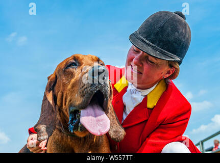 Festival von Jagd, von Peterborough. Ein Bloodhound, von der Cranwell Bluthunde, mit einem Der whippers In im Ring Stockfoto