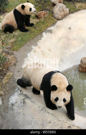 Der Panda Zwillinge 'Xinghui' und 'Xingfan" spielen sie zusammen, wie sie der Öffentlichkeit zum ersten Mal nach dem Einfahren in Nantong in der nantong Wald Stockfoto