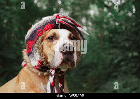 Schöner Hund in einem lustigen Hut im Freien. Held geschossen von einem niedlichen Staffordshire Terrier im Wald Stockfoto