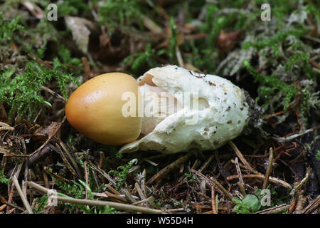 Orange Grisette Pilz, auch als Safran Ringless Amanita, Amanita crocea, wilde Pilze aus Finnland bekannt Stockfoto