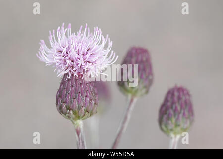 Cirsium arvense, bekannt als die schleichende Distel und verschiedene andere Namen einschließlich Feld Distel, grüne Distel, harte Distel und stachelige Distel Stockfoto