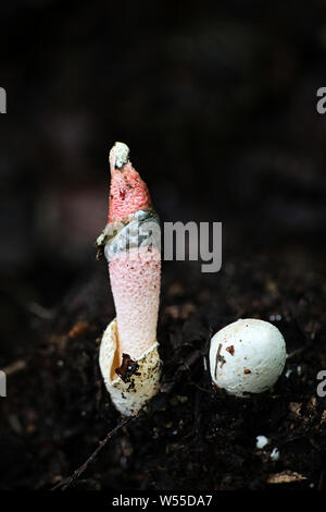 Mutinus ravenelii, als die Rote Exemplar des Gemeinen Stinkmorchels, wilde Pilze aus Finnland bekannt Stockfoto