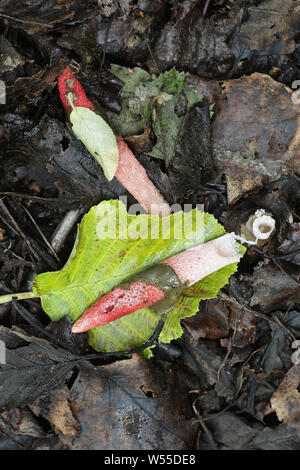 Mutinus ravenelii, als die Rote Exemplar des Gemeinen Stinkmorchels, wilde Pilze aus Finnland bekannt Stockfoto