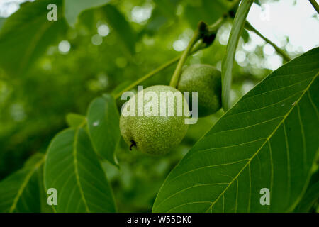 Grün raw Walnüsse auf einem Walnut Tree Branch, Walnüsse wachsende Stockfoto