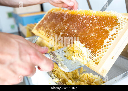 Imker ist Entfernen des Stopfens Wabe mit speziellen Imkerei Werkzeug. Bienenhaltung und seidenraupenzucht Konzept Stockfoto