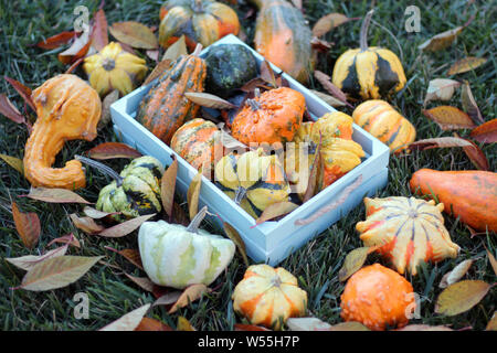 Vielfalt der Kürbisse und Squash auf dem Rasen Stockfoto