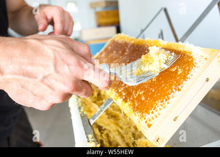 Imker ist Entfernen des Stopfens Wabe mit speziellen Imkerei Werkzeug. Bienenhaltung und seidenraupenzucht Konzept Stockfoto