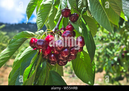 Kirsche, rote reife Kirschen auf einem Ast Stockfoto