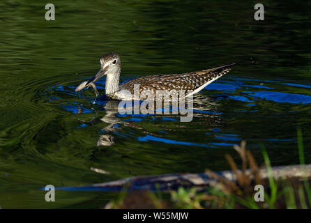 Eine wilde Mehr yellowlegs Shorebird' Tringa Lalage', fang Minnows in einem Biber Teich in der Nähe von Hinton Alberta, Kanada. Stockfoto