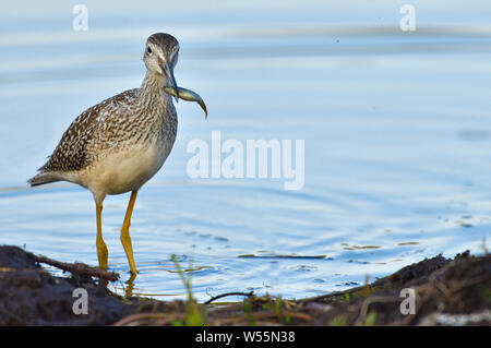 Eine größere yellowlegs' Tringa Lalage', das Waten im seichten Wasser am Rande des Sumpfes Teich in ländlichen Alberta Kanada walzenhöhen ein kleiner Fisch in Hi Stockfoto