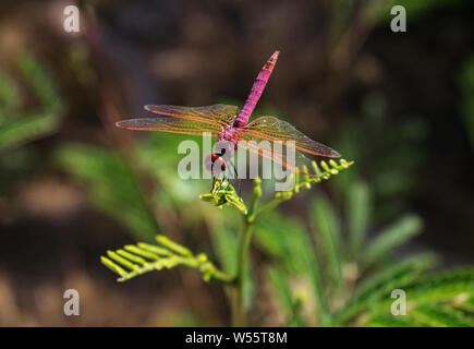 Der Rote Libelle. Eine Makroaufnahme eines Rote Libelle auf einem verlassen. Stockfoto