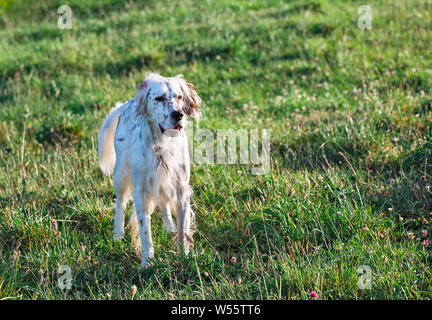 Portrait eines Hundes auf einem Hintergrund von Gras Spanien Stockfoto