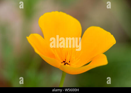 Eschscholzia californica, Kalifornischer Mohn Blüte im Sommer. Vereinigtes Königreich Stockfoto