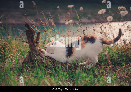 Süße weiße Katze mit braunen Flecken gehen nicht in die Kamera schaut Stockfoto