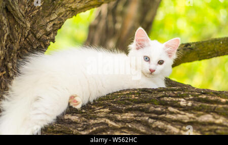 Süße weiße Katze auf einem Baum. Stockfoto