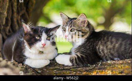 Süße Katze liegt auf dem Baum, kleines Kätzchen auf einem Zweig. Stockfoto