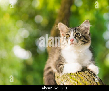 Süße Katze liegt auf dem Baum, kleines Kätzchen auf einem Zweig Stockfoto